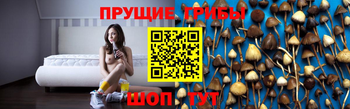 Псилоцибиновые грибы Psilocybine cubensis Котовск